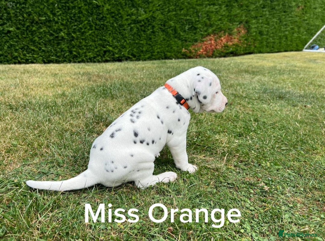 Dalmatian dogs for sale: KC Registered Dalmatian Puppies (Scotland) - Image 5