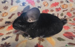 Chinchilla rodents for sale: Black pearl Carriers - Image 31