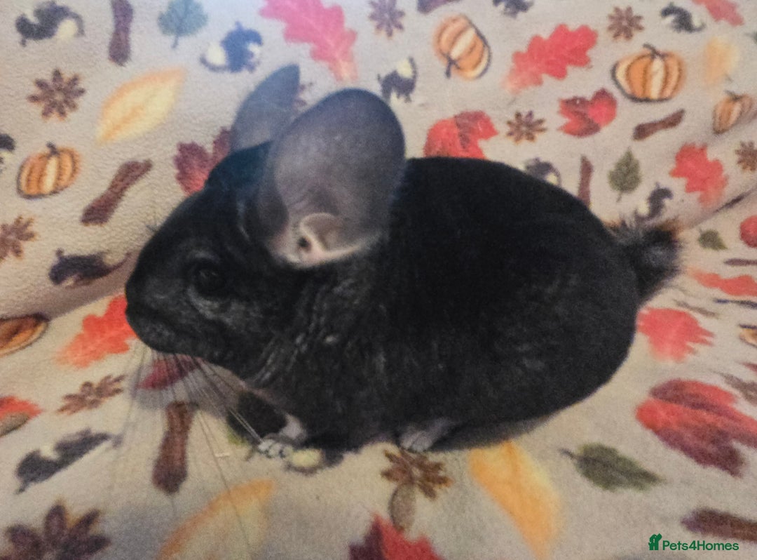 Chinchilla rodents for sale: Black pearl Carriers - Image 31