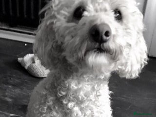 Poodle dogs in Spennymoor - Advert 2