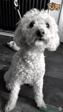 Poodle dogs Stunning Pure White Proven Poodle Stud in Spennymoor - Advert 2