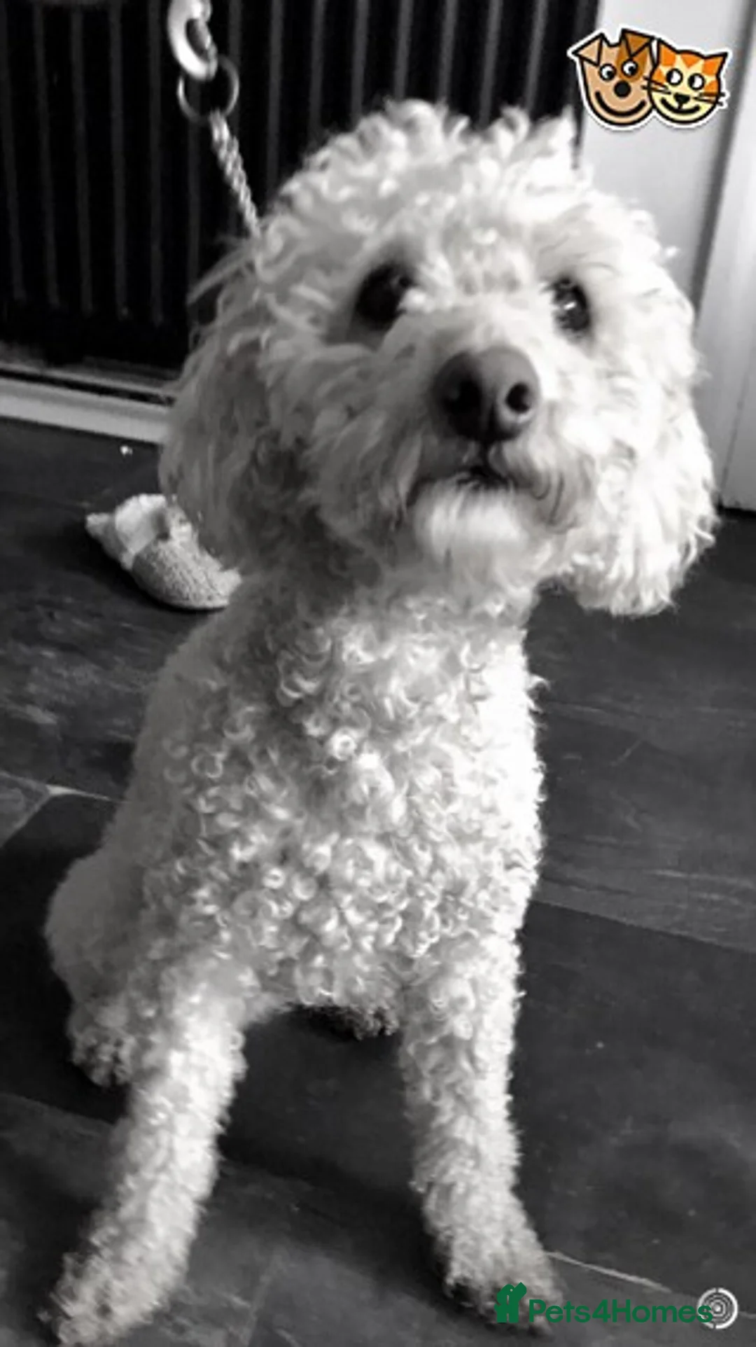 Poodle dogs for stud: Stunning Pure White Proven Poodle Stud in Spennymoor - Advert 1