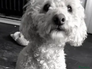 Poodle dogs Stunning Pure White Proven Poodle Stud - Advert 1