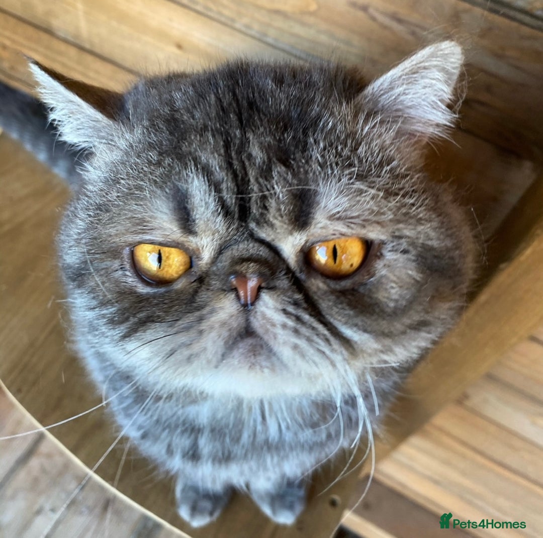 Exotic cats for sale: GCCF Registered Exotic Stud & Persian Female  - Advert 3