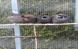 Quail poultry for sale: Californian quail - Image 2