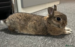Netherland Dwarf rabbits for sale: playful female netherland dwarf rabbit (spayed) - Image 1
