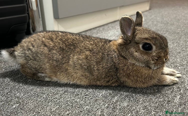 Netherland Dwarf rabbits - Advert 4