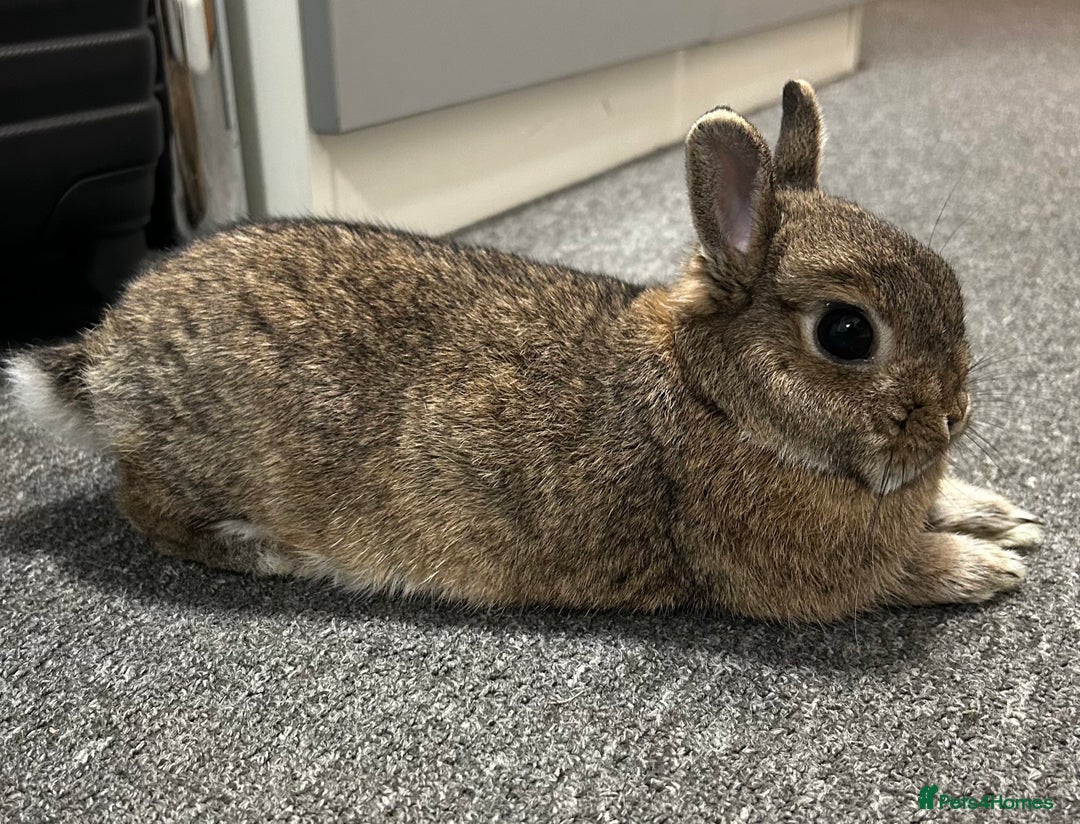 Netherland Dwarf rabbits for sale: playful female netherland dwarf rabbit (spayed) - Image 1