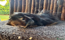 Guinea Pig rodents for sale: Baby Guinea Pigs - Image 2