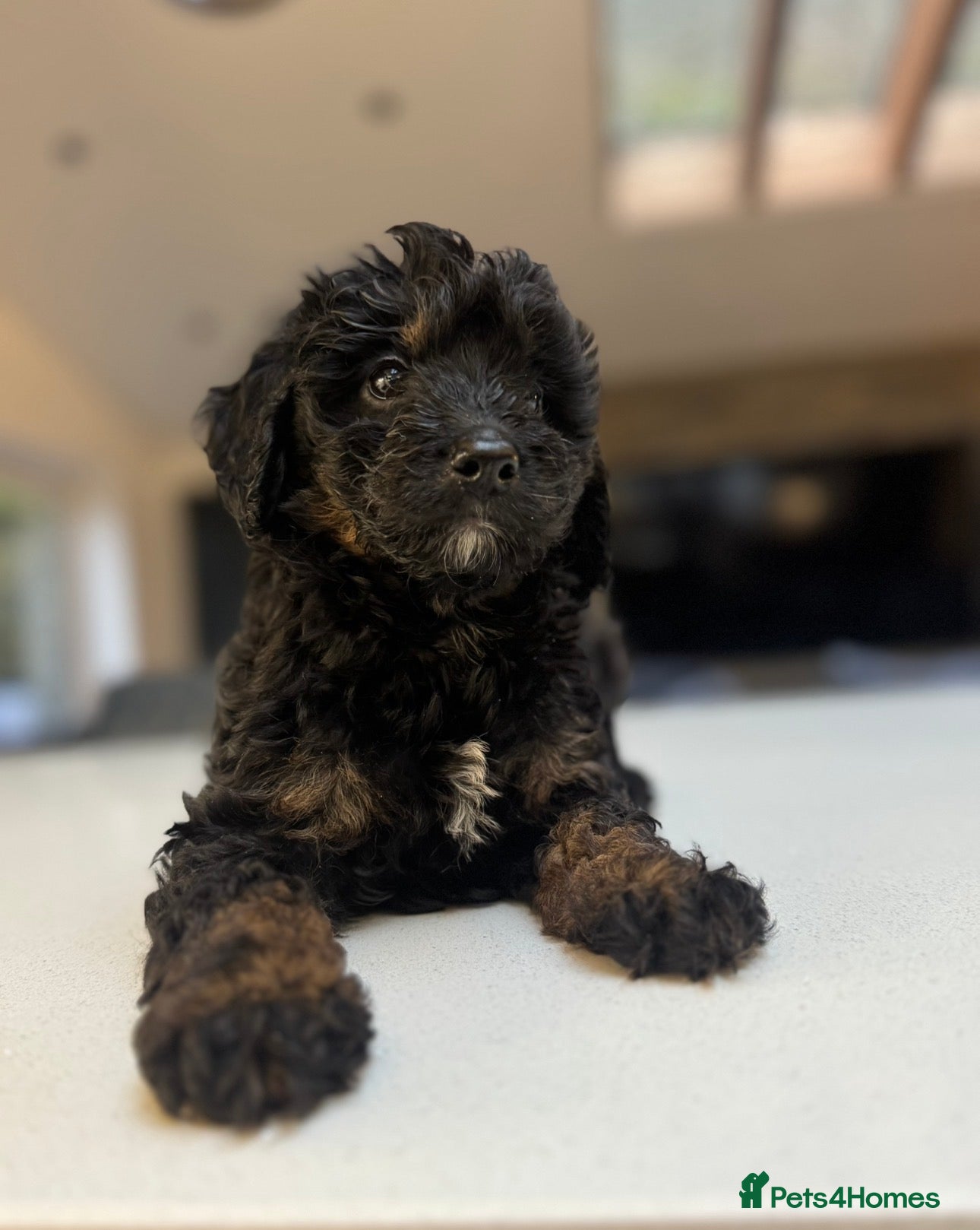 Bernedoodle dogs Outstanding Mini Bernedoodle Puppies  - Advert 11