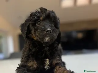 Bernedoodle dogs Outstanding Mini Bernedoodle Puppies - Advert 11