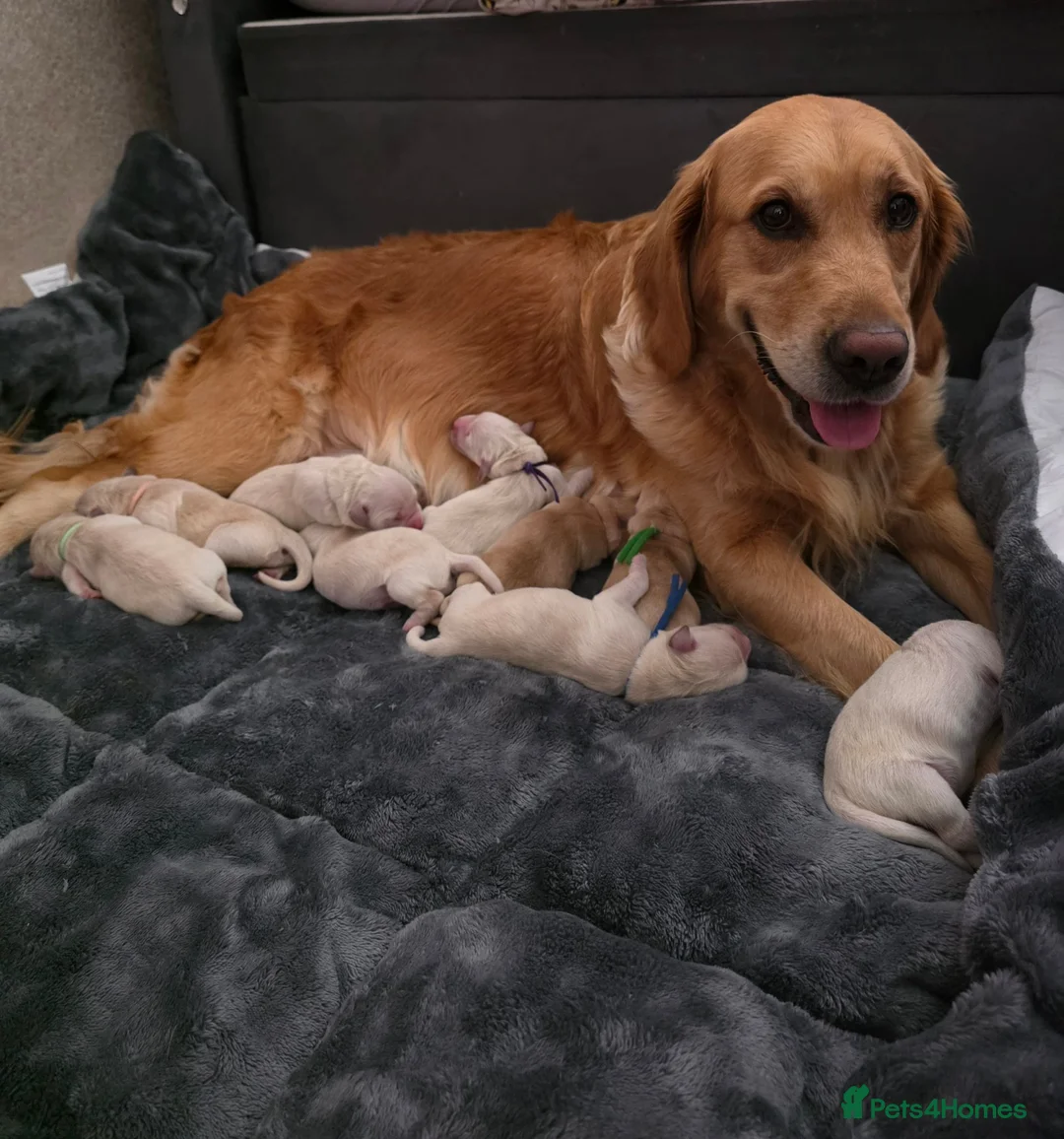 Golden Retriever dogs for sale: Lovely Golden retriever puppy  - Advert 1