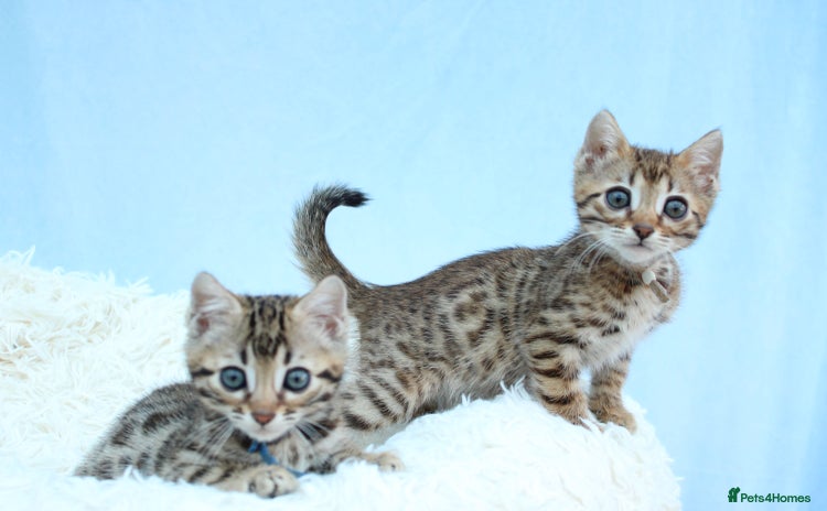 Bengal cats - Advert 2
