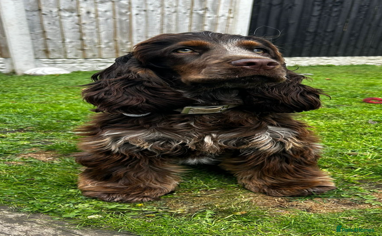 Cocker Spaniel dogs - Advert 1