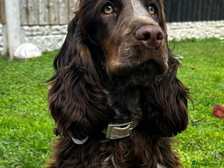 Cocker Spaniel dogs - Advert 1