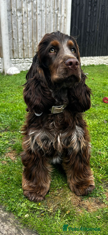 Cocker Spaniel dogs - Advert 1