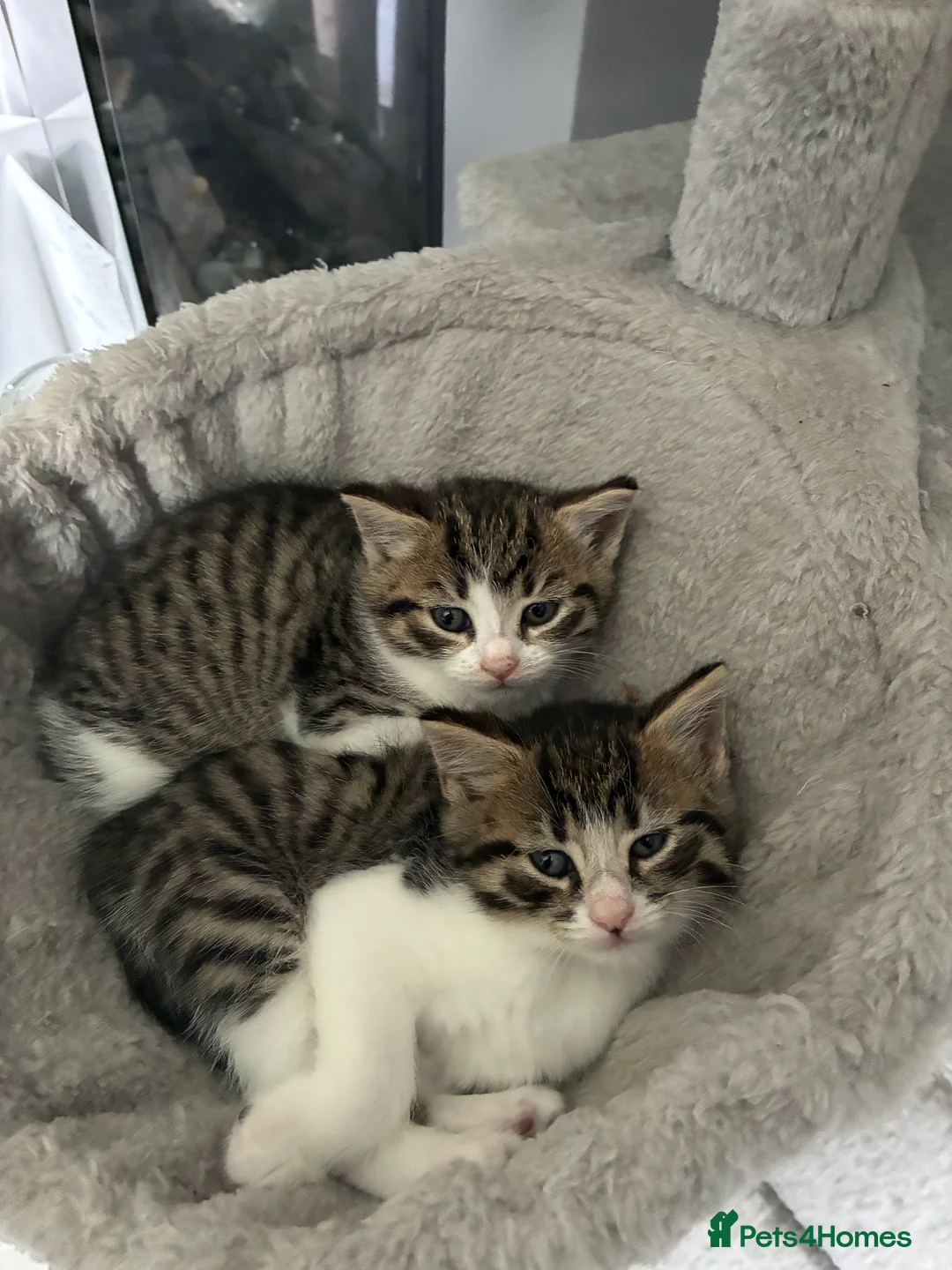 Mixed Breed cats for sale: 3 boys and 1 girl available  in Glasgow - Advert 2