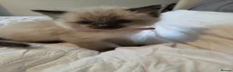 Ragdoll cats for sale: Beautiful Ragdoll kittens ready to leave 5th june - Advert 4