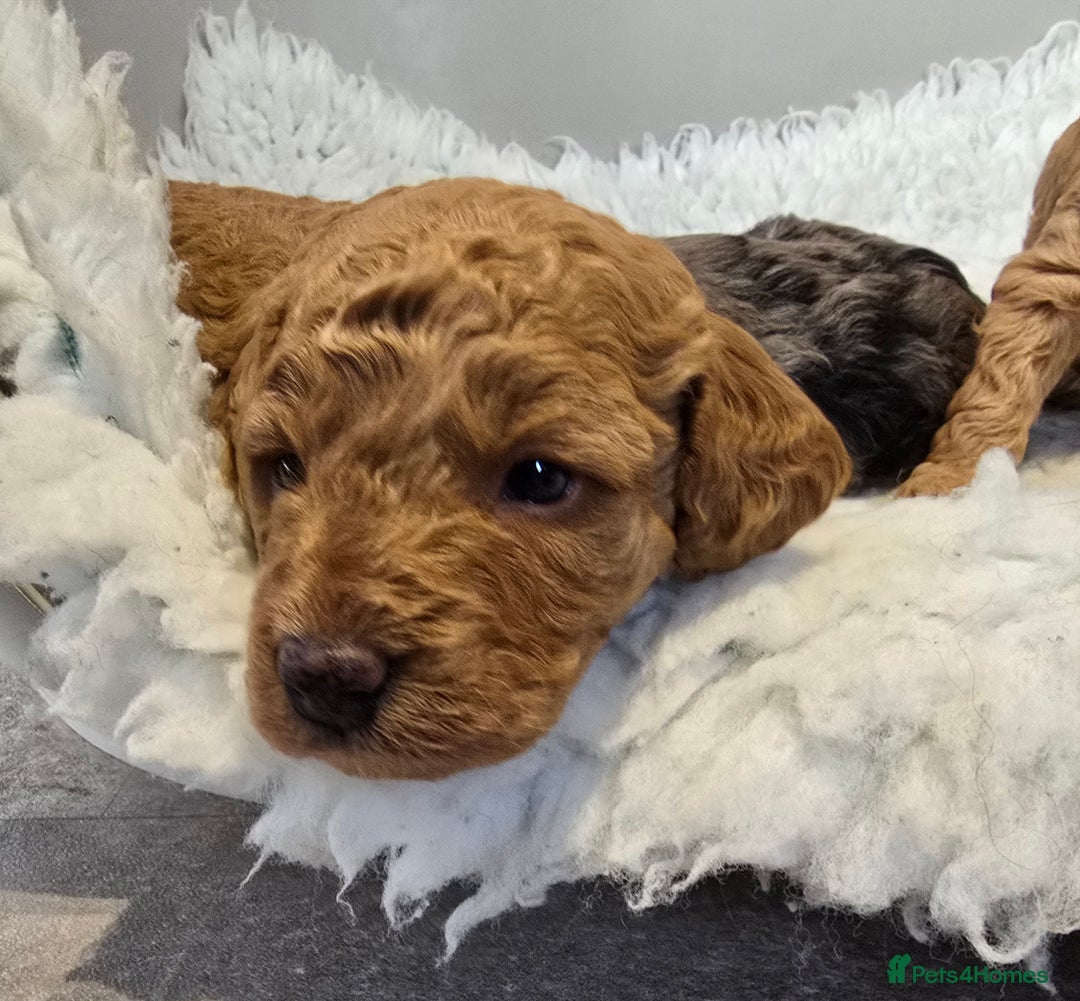 Cavapoo dogs for sale: Cavapoo puppies extensive health tested - Advert 16