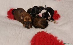Chorkie dogs for sale: Outstanding Chihuahua x Yorkshire Terrier puppies  - Advert 4
