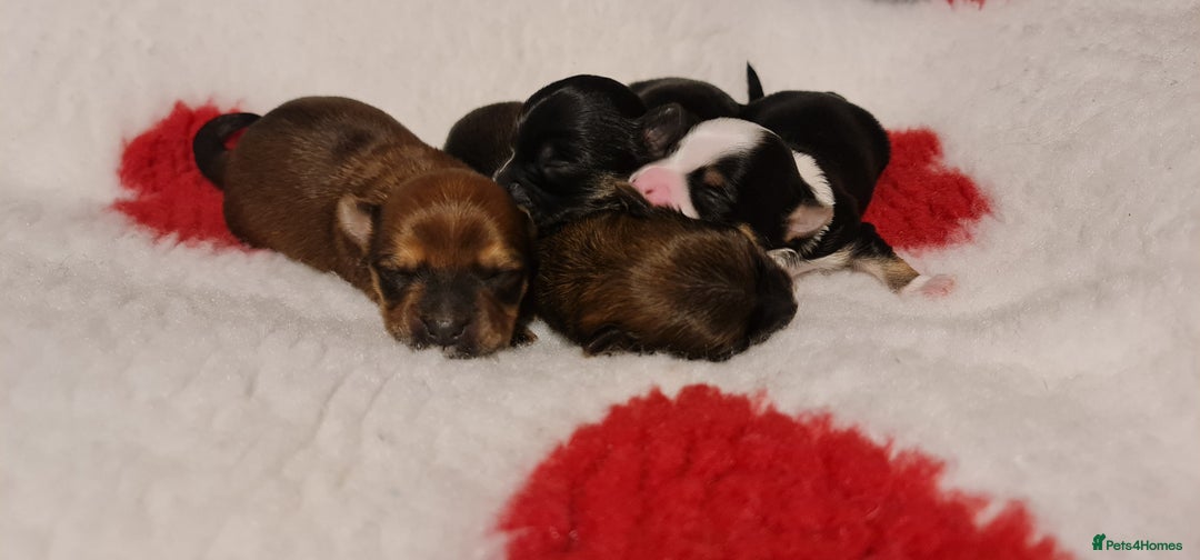 Chorkie dogs for sale: Outstanding Chihuahua x Yorkshire Terrier puppies  - Advert 4