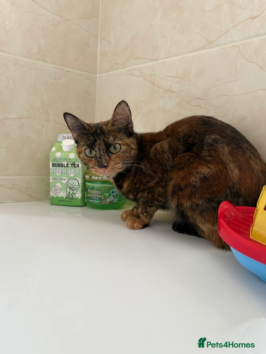 Mixed Breed cats for sale: Amazing trio  - Advert 9