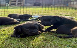 Labrador Retriever dogs for sale: KC Reg Black Labrador Puppies - Image 27
