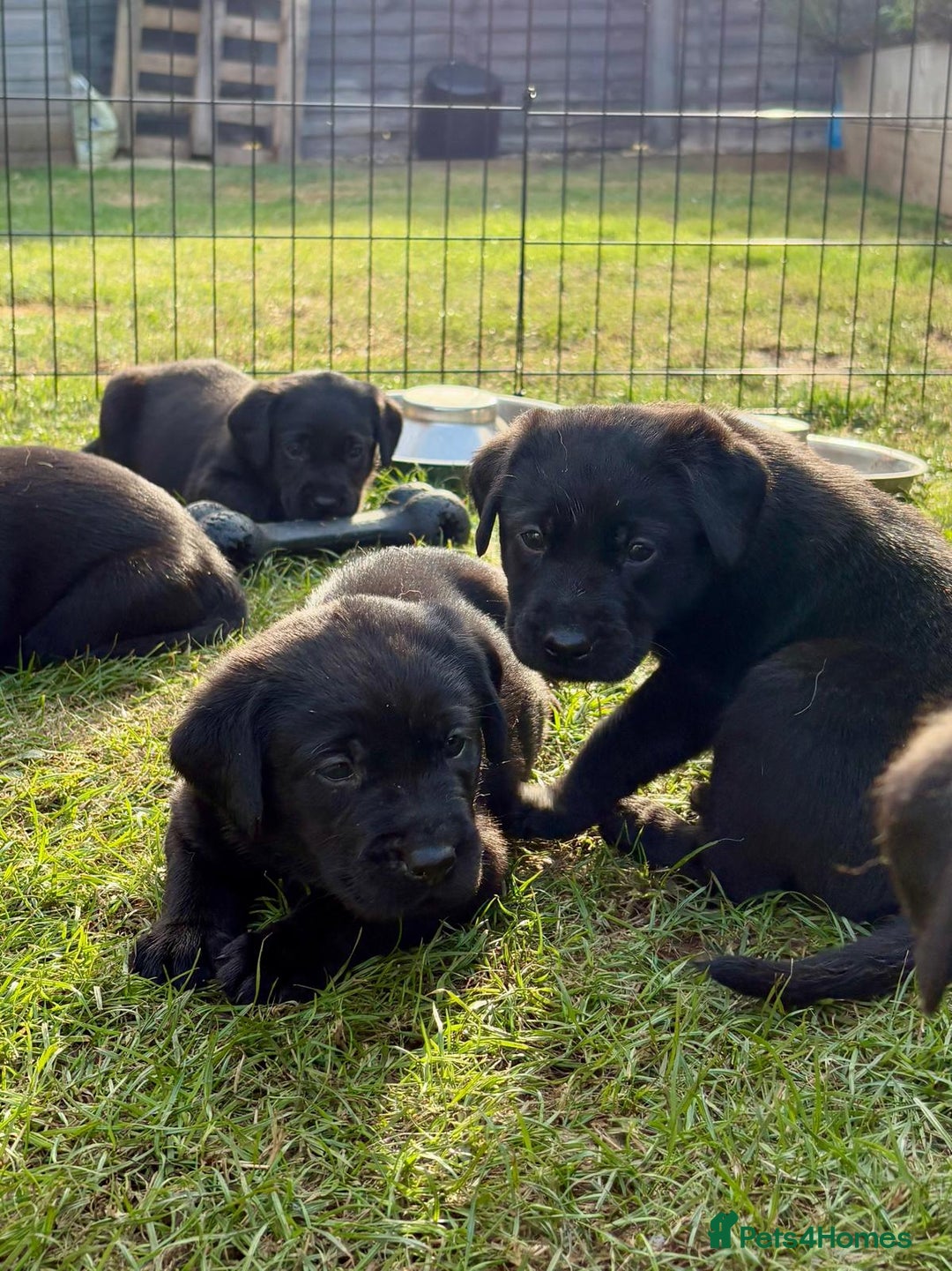 Labrador Retriever dogs for sale: KC Reg Black Labrador Puppies - Image 27