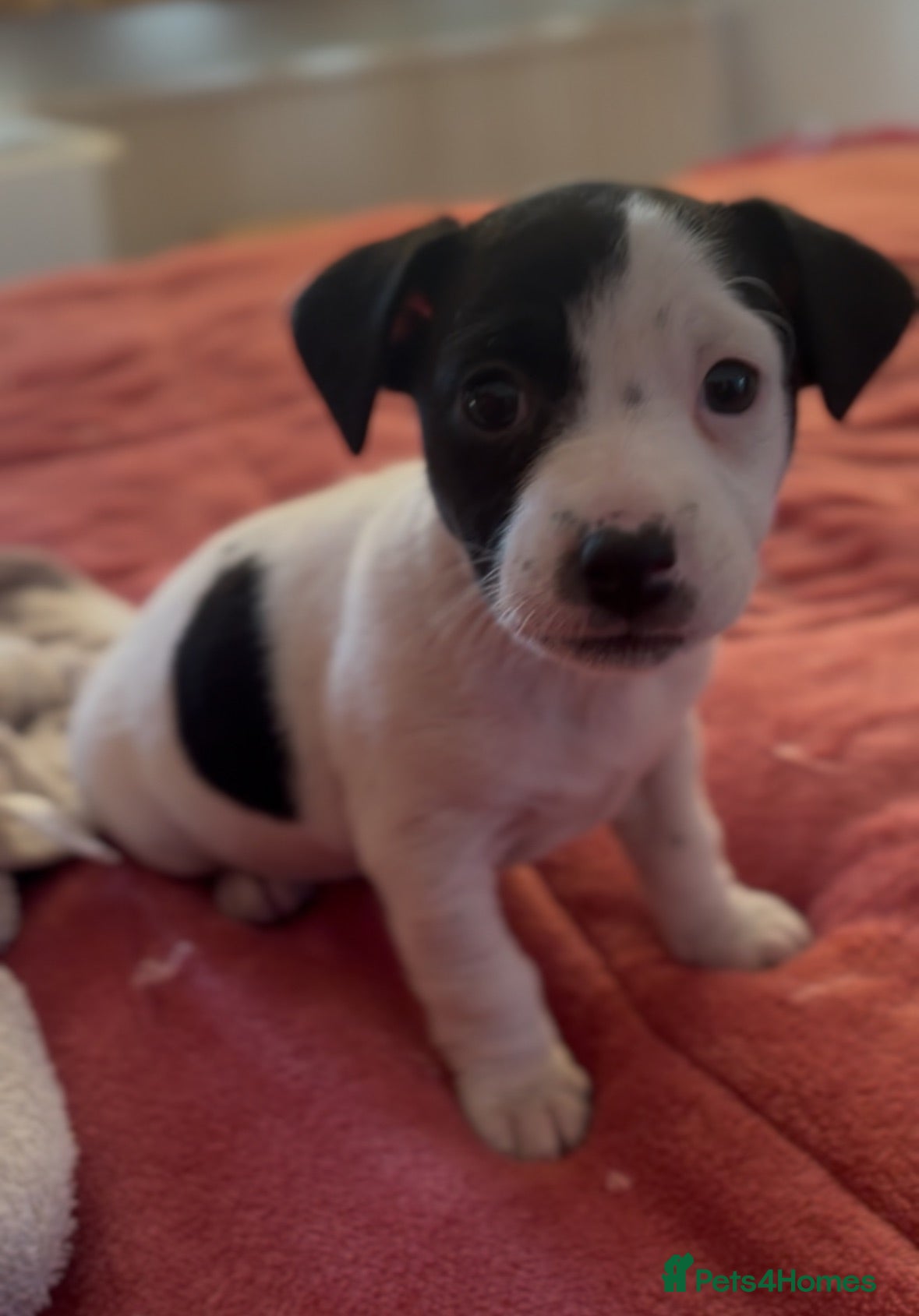 Jack Russell dogs CUTE Jack russel puppies great pedigree healthy  - Advert 3
