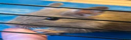 Degus rodents for sale: Baby Degu pups  - Advert 2