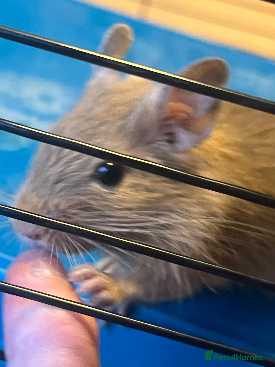 Degus rodents for sale: Baby Degu pups  - Advert 2