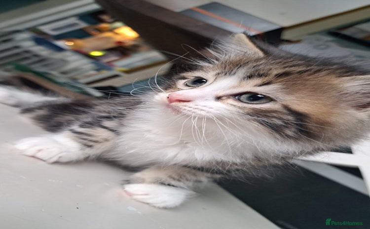 Maine Coon cats - Advert 12