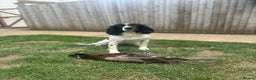 English Springer Spaniel dogs for sale: English Springer Spaniel Puppies Waiting List!! - Advert 2