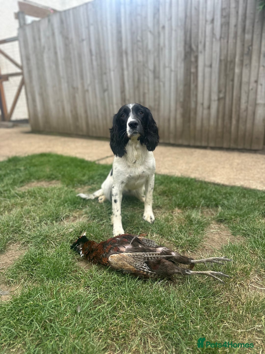 English Springer Spaniel dogs for sale: English Springer Spaniel Puppies Waiting List!! - Advert 2