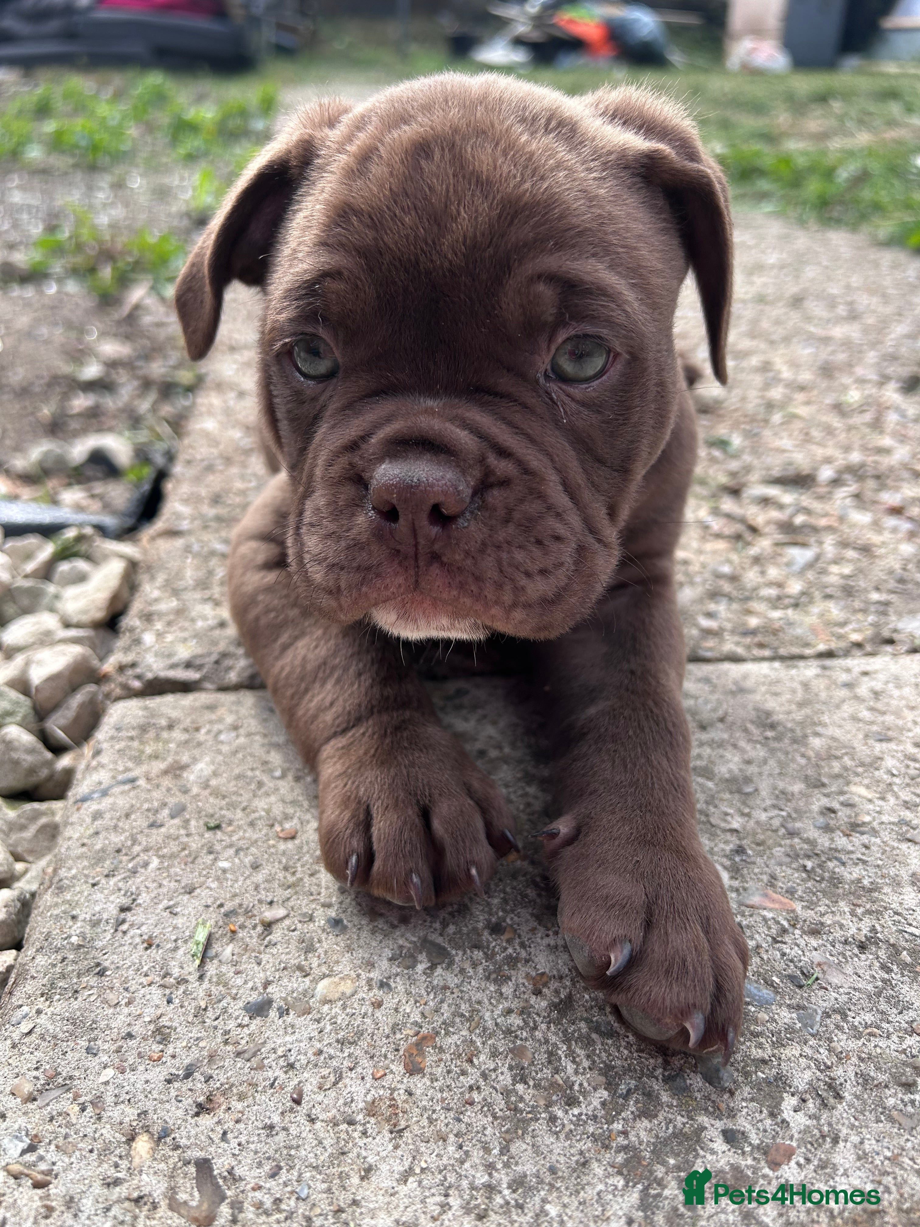 Mixed Breed dogs OLDE STAFF ENGLISH BULLDOGGE - Advert 2