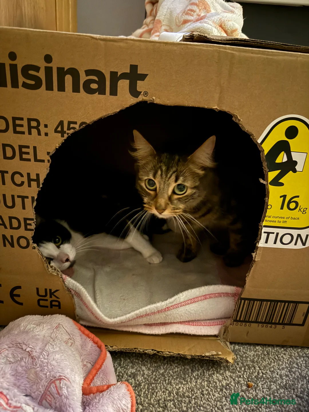 Mixed Breed cats for sale: 7 beautiful kittens  - Advert 9