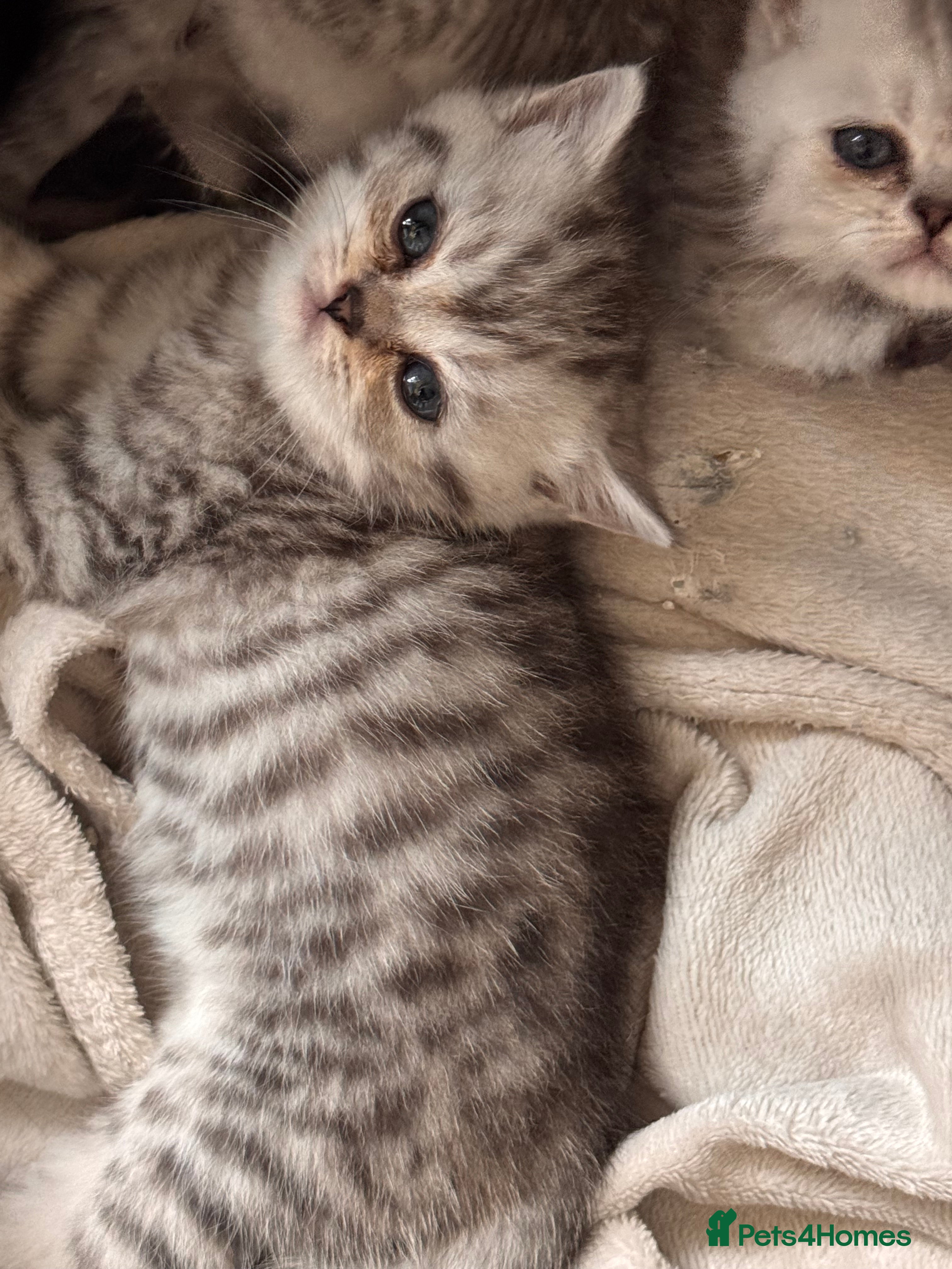 Persian cats Persian silver chinchilla - Advert 1