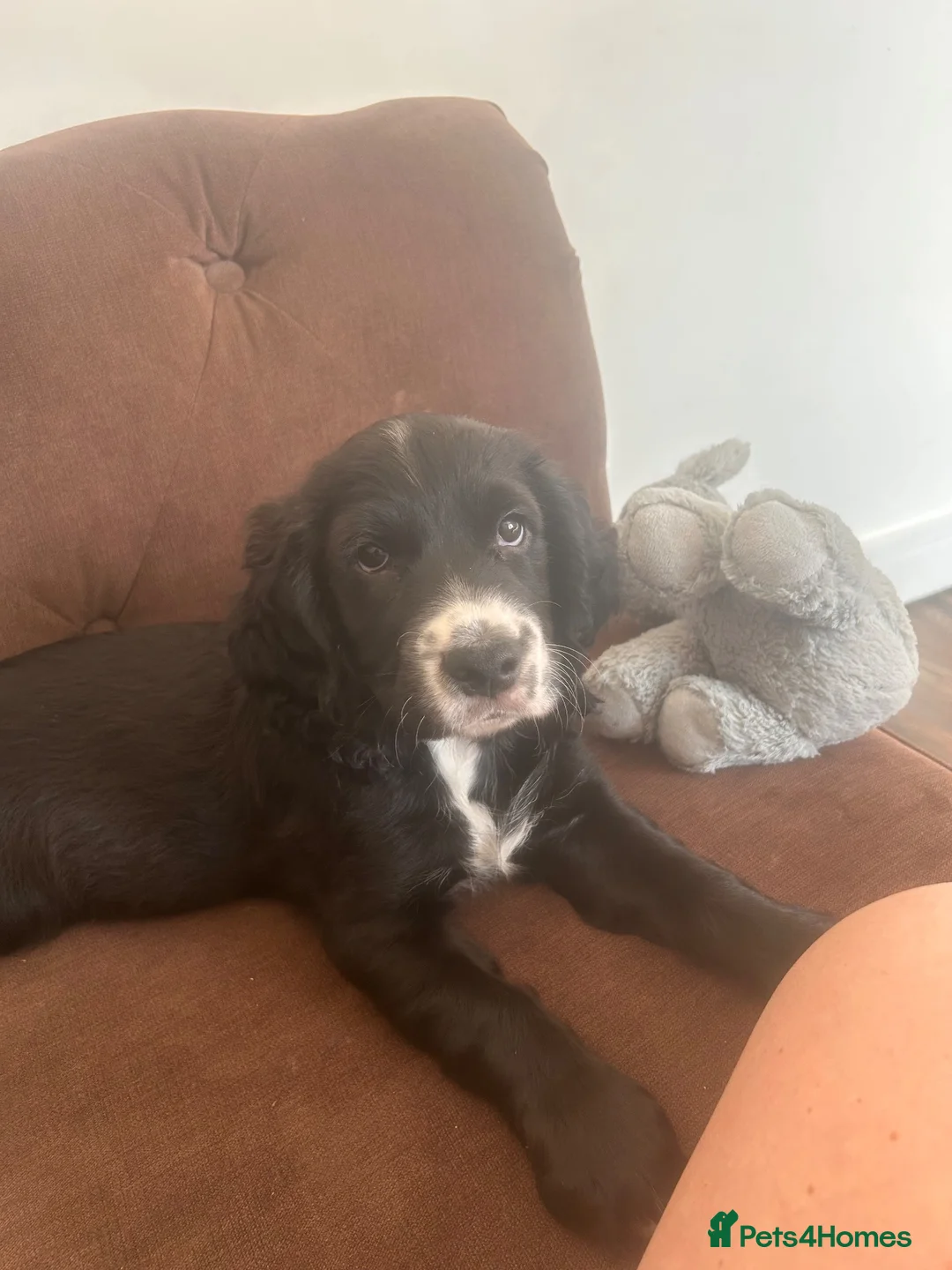Cocker Spaniel dogs for sale: Cocker spaniel  - Advert 2