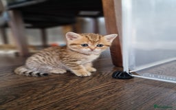 British Shorthair cats for sale: GCCF High Quality BritishShorthair last 2 left - Image 5