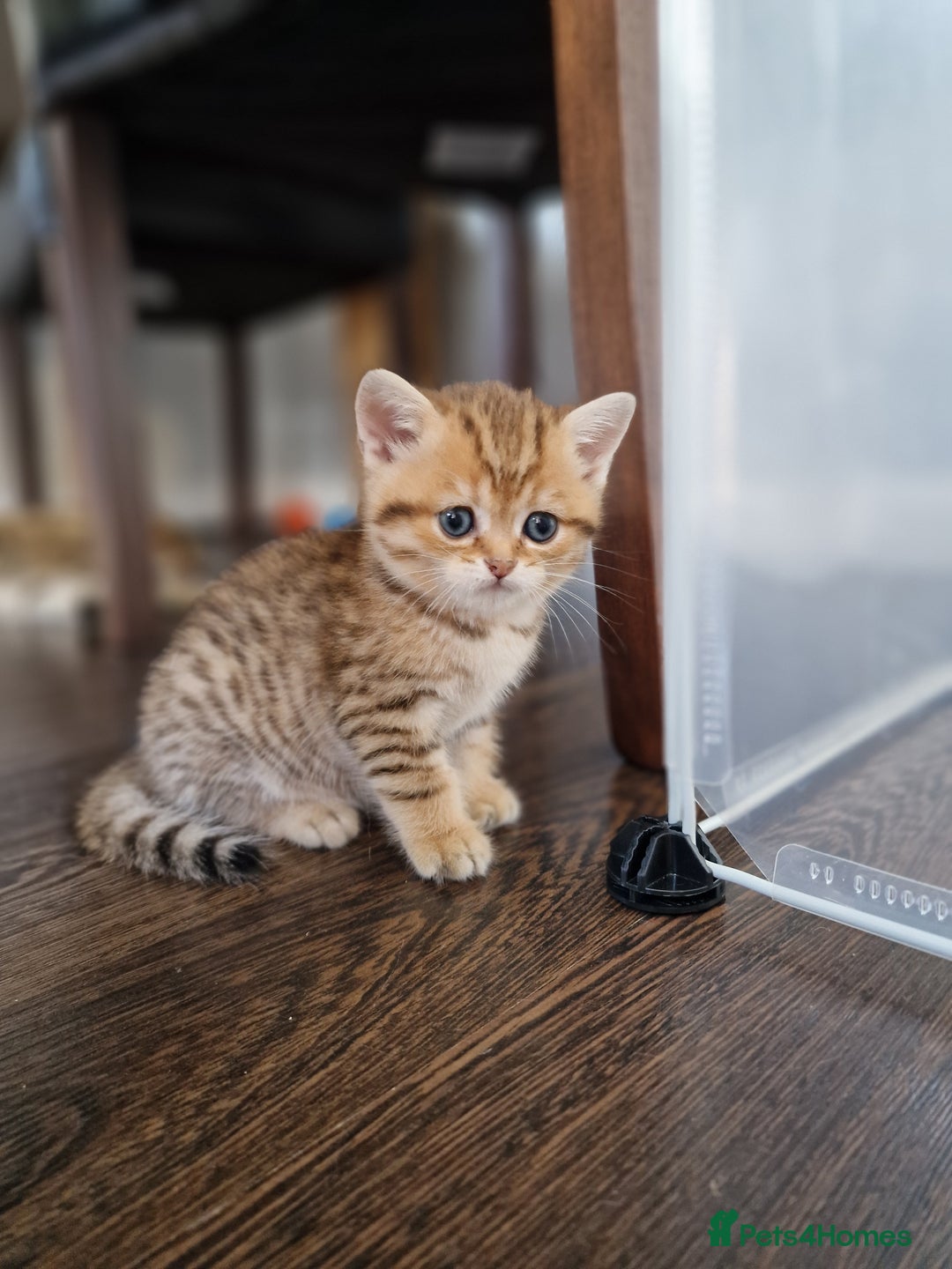 British Shorthair cats for sale: GCCF High Quality BritishShorthair last 2 left - Image 5