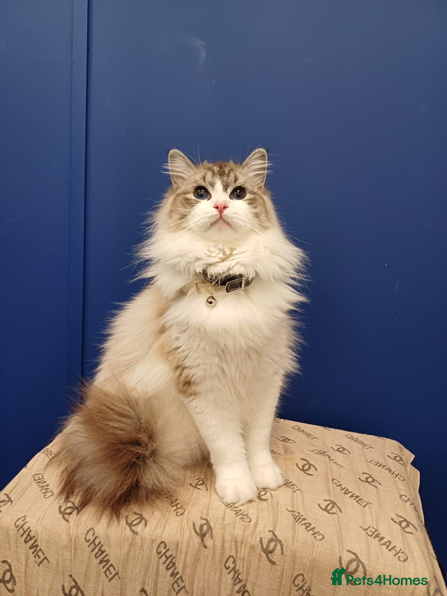 Mixed Breed cats for sale: Ragdoll mum and British short blue dad - Advert 24