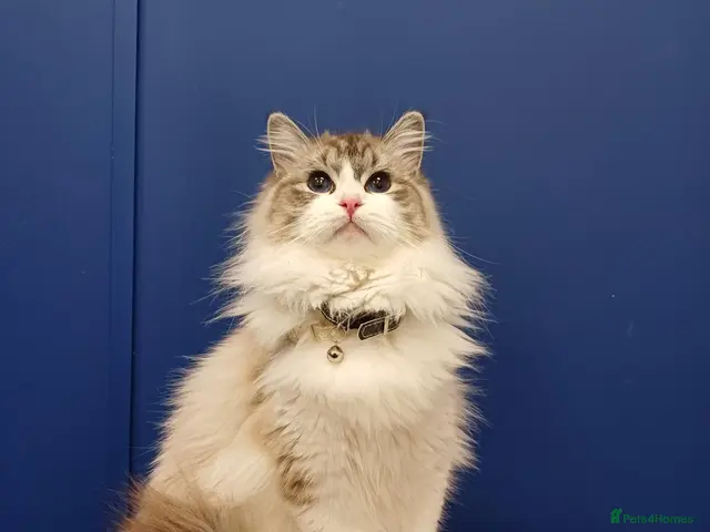 Mixed Breed cats for sale: Ragdoll mum and British short blue dad - Advert 24