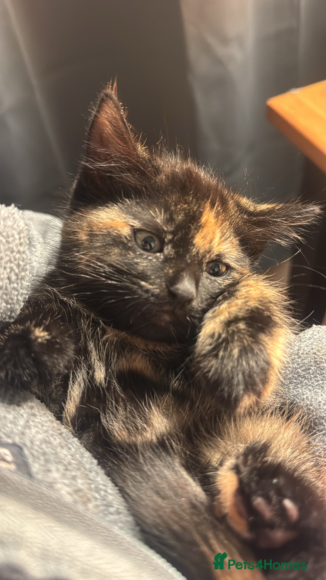 Mixed Breed cats for sale: Four gorgeous mixed breed kittens  - Advert 3