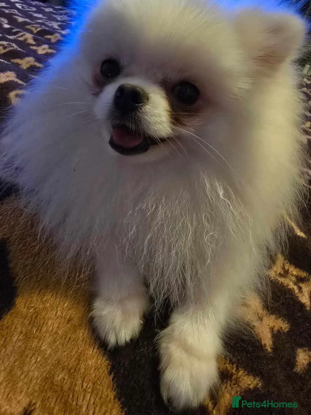 Pomeranian dogs for stud: BEAUTIFUL KC REG.KOREAN POM.BOY OPEN FOR STUD💙 in Bolton - Advert 14