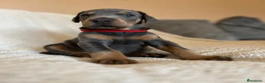 Dobermann Puppy (Blue and Tan) - Red