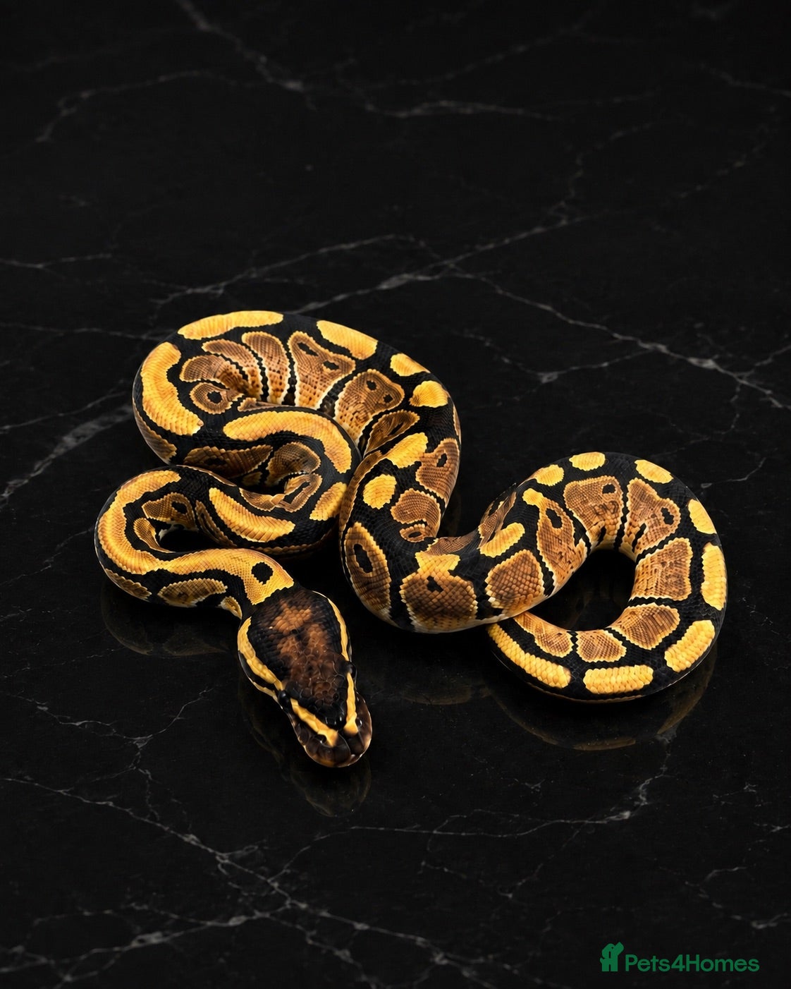 Python Snake reptiles Ready!! Hatchling Ball Pythons.  - Advert 2