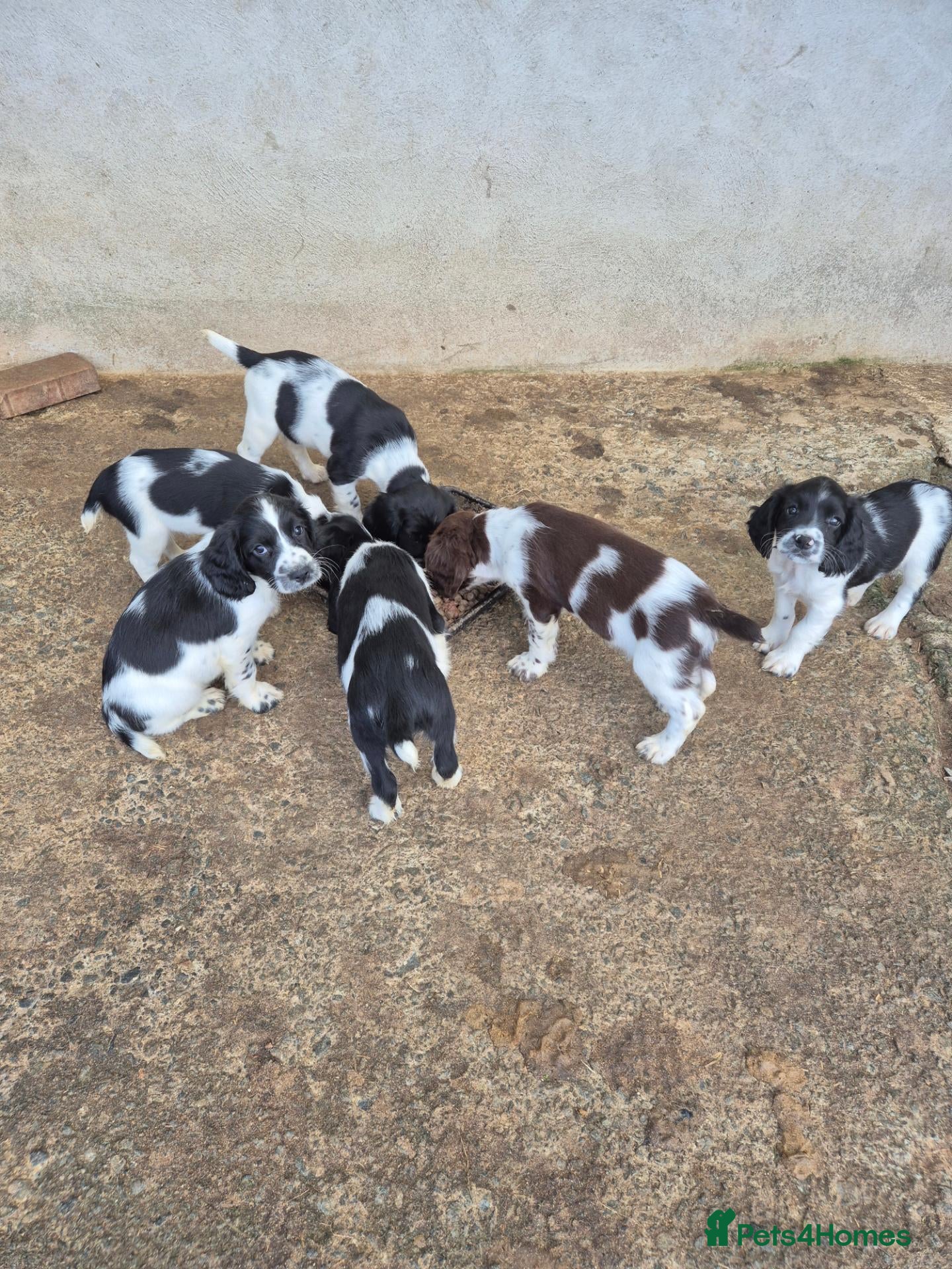 English Springer Spaniel dogs Springer Spaniel Puppies  - Advert 11