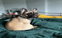 French Bulldog dogs for sale: 3 year old frenchie looking for new home - Image 8