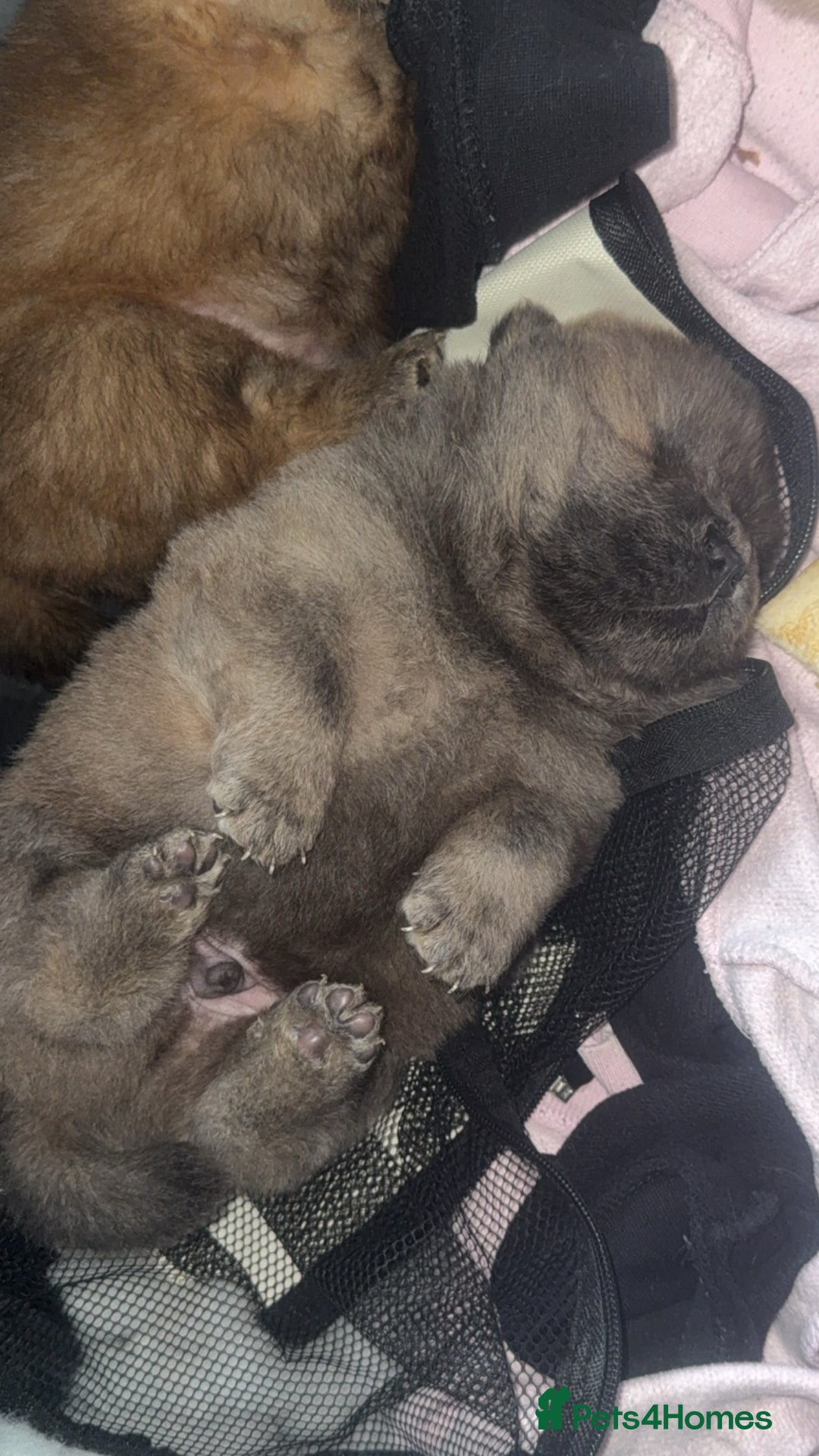 Chow Chow dogs for sale: Chow chow pups - Image 2