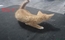 Mixed Breed cats for sale: Beautiful kittens for sale - Image 14